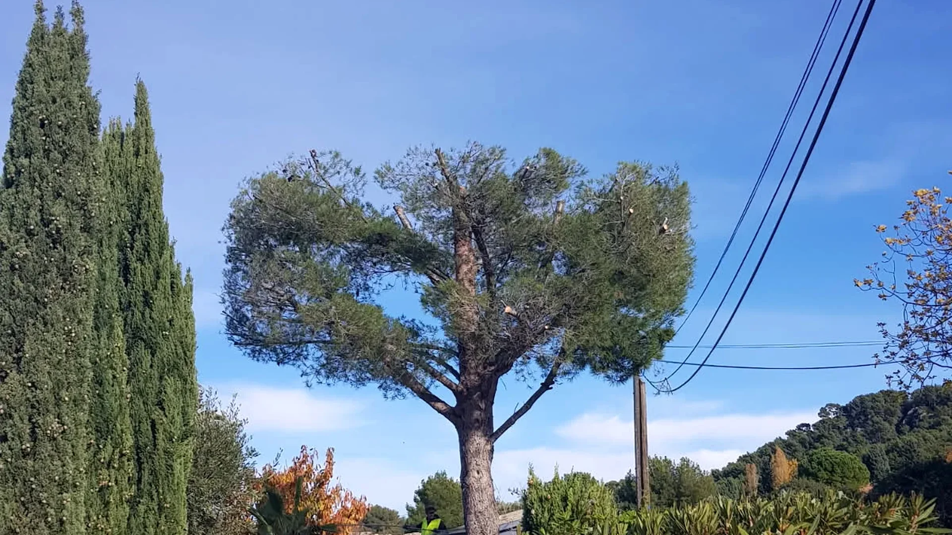 Élagage d’arbre en hauteur réalisé à Perpignan par un élagueur professionnel équipé pour les travaux d’accès difficile, taille d’entretien, coupe de branches mortes, sécurisation de jardin et dégagement de lignes ou toitures, intervention rapide dans les Pyrénées-Orientales : Perpignan, Pia, Cabestany, Canet-en-Roussillon, Rivesaltes, Villeneuve-de-la-Raho, Saint-Cyprien, Argelès-sur-Mer