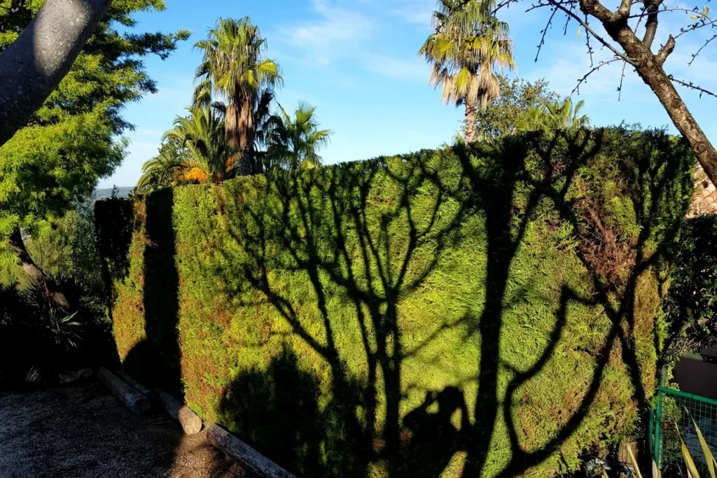 Travaux de nettoyage de haie et débroussaillage à Saleilles par artisan jardinier qualifié, entretien de haies hautes, coupe des branches basses, élimination des végétaux encombrants, intervention dans le cadre d’un contrat d’entretien annuel dans les Pyrénées-Orientales : Saleilles, Cabestany, Canet-en-Roussillon, Saint-Cyprien et villages autour de Perpignan