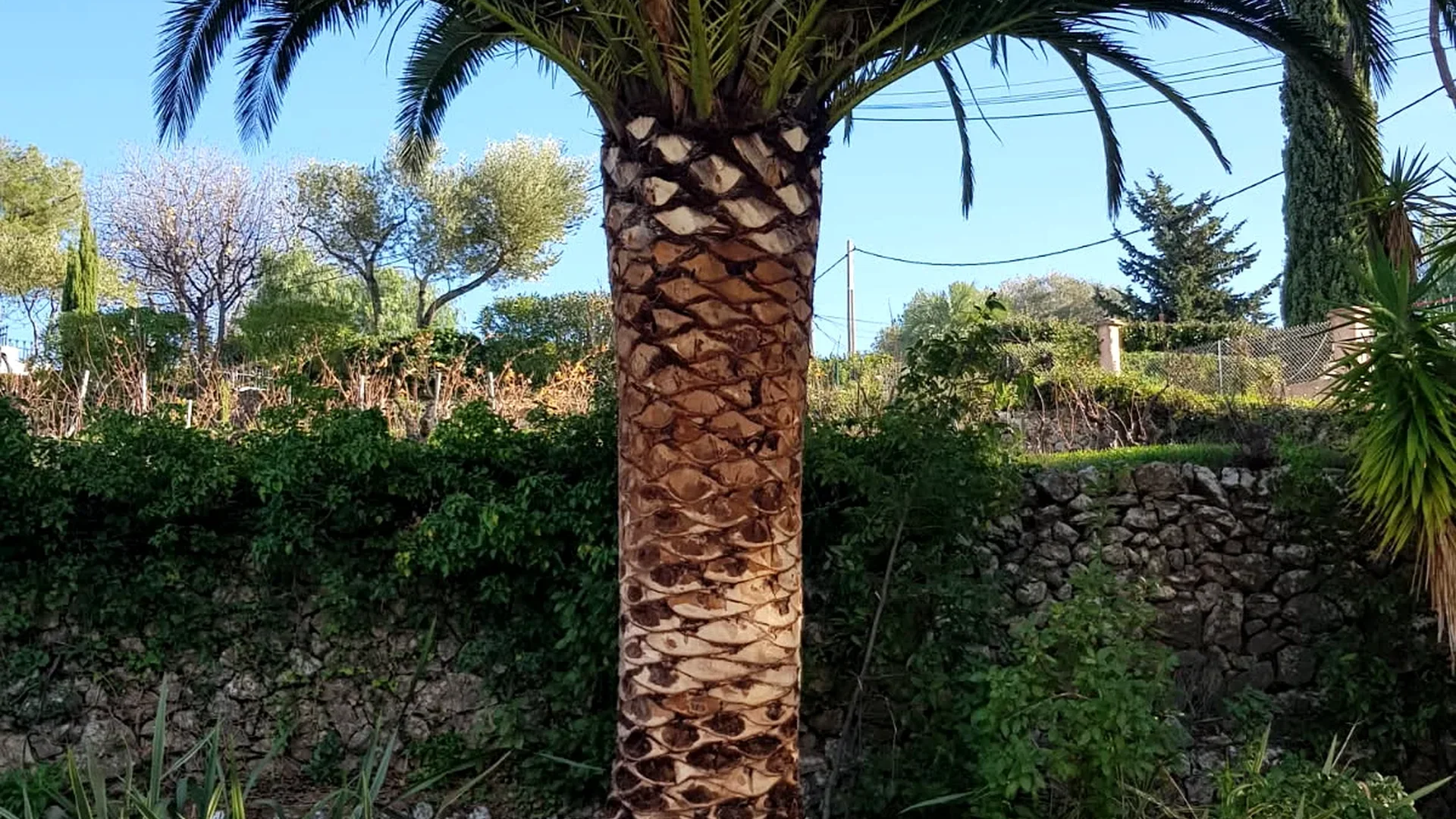 Taille de palmier ornemental dans un jardin méditerranéen à Canet-en-Roussillon, entretien esthétique et préventif pour éviter la chute de palmes sèches, travail réalisé par artisan élagueur certifié intervenant à Canet, Saint-Cyprien, Argelès-sur-Mer, Elne et les communes du littoral des Pyrénées-Orientales