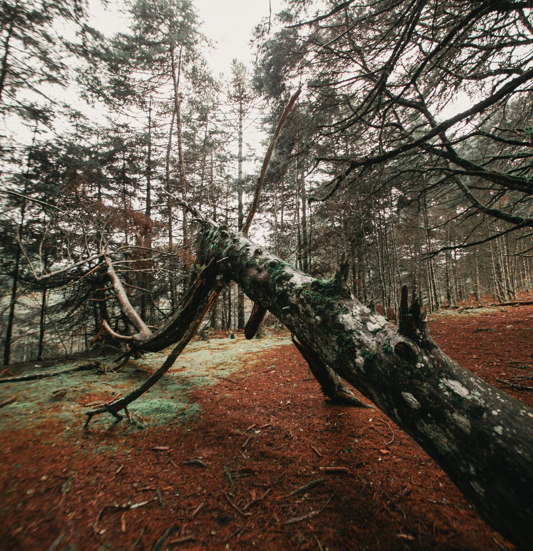 Abattage d’un arbre menaçant une maison à Saleilles, démontage sécurisé par élagueur expérimenté avec équipement professionnel, intervention urgente pour arbre malade, penché ou trop proche d’une habitation, service disponible à Saleilles, Argelès-sur-Mer, Perpignan, Cabestany, Le Soler et zones résidentielles du 66