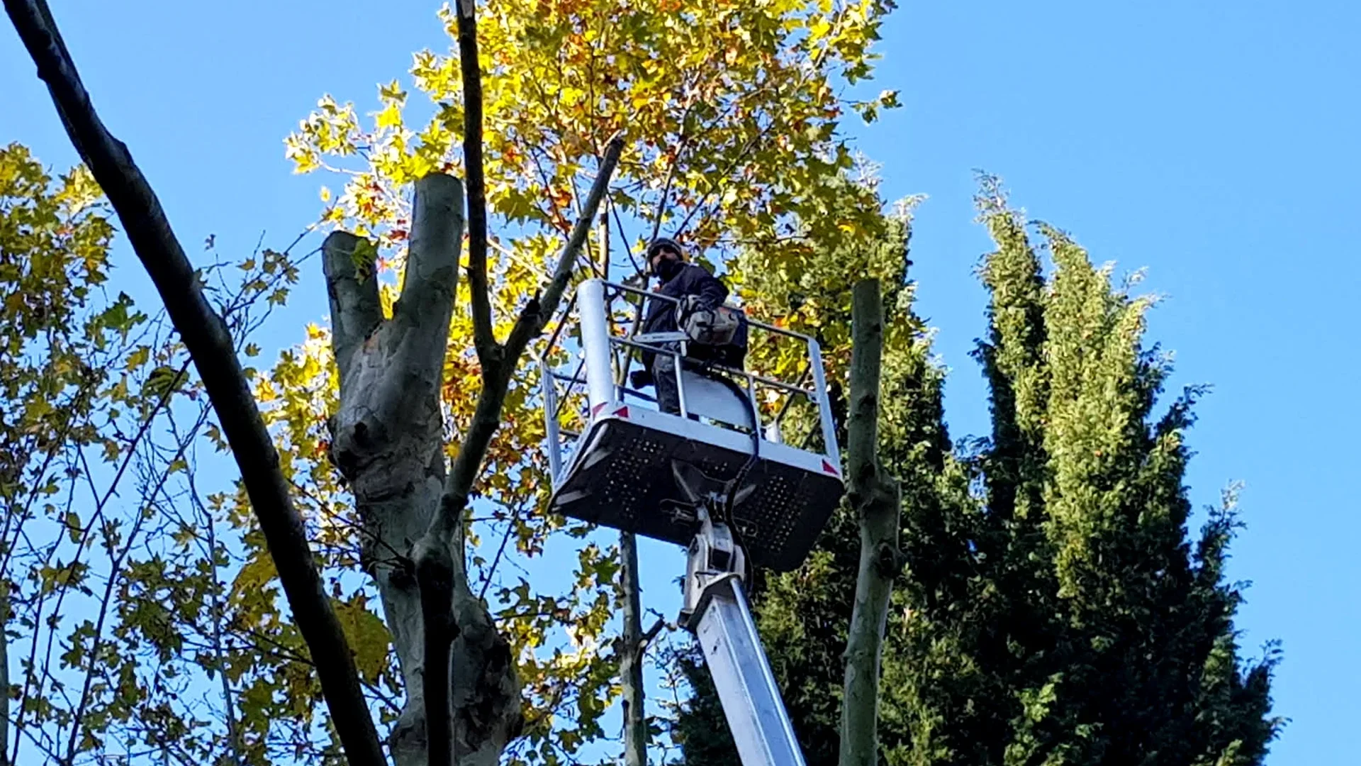 Élagage d’arbre en hauteur réalisé à Perpignan par un élagueur professionnel équipé pour les travaux d’accès difficile, taille d’entretien, coupe de branches mortes, sécurisation de jardin et dégagement de lignes ou toitures, intervention rapide dans les Pyrénées-Orientales : Perpignan, Pia, Cabestany, Canet-en-Roussillon, Rivesaltes, Villeneuve-de-la-Raho, Saint-Cyprien, Argelès-sur-Mer
