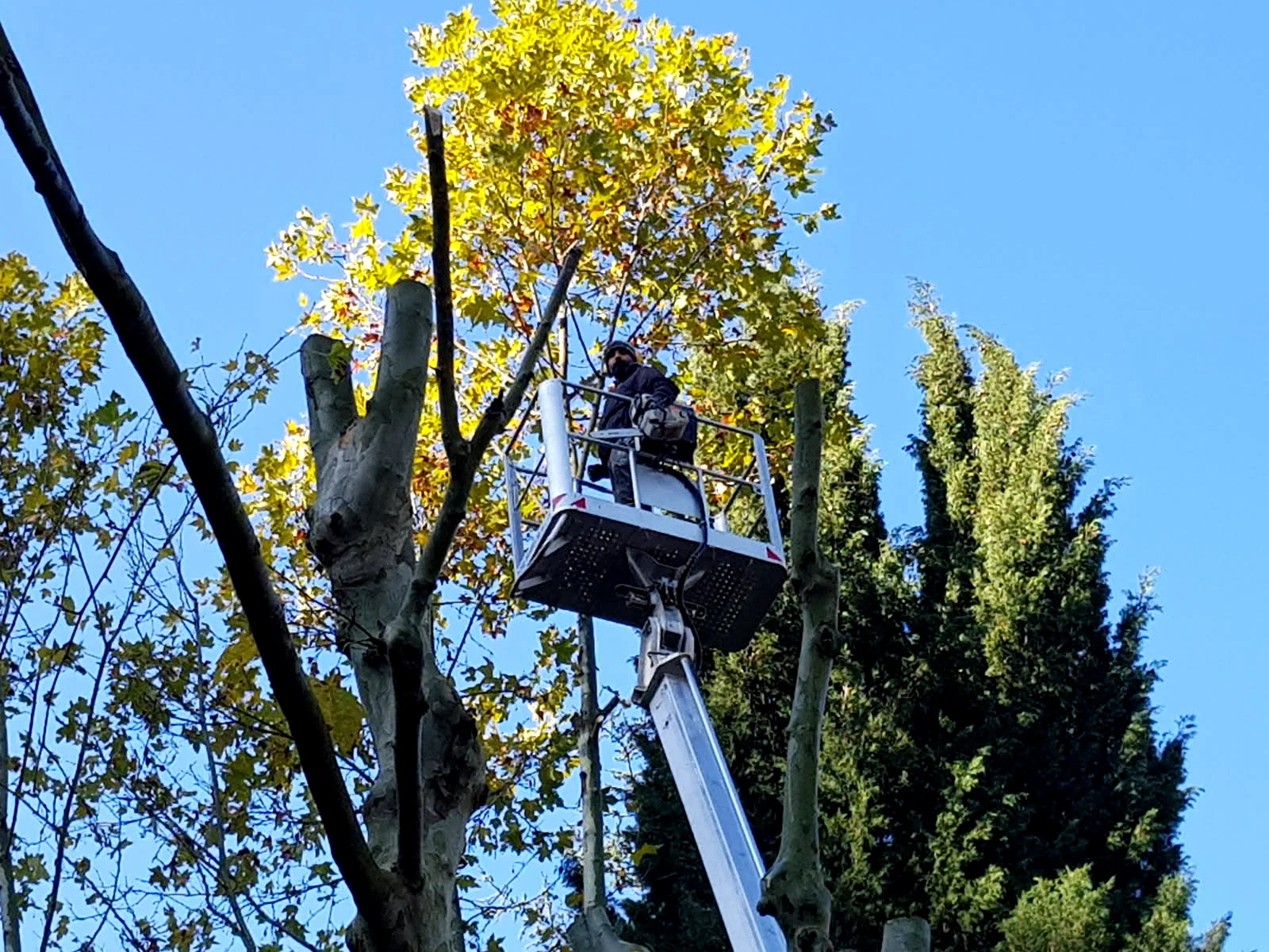 Élagage à grande hauteur avec nacelle à Saleilles, dans les Pyrénées-Orientales, réalisé par un artisan élagueur expérimenté spécialisé en entretien d’arbres dangereux, taille de sécurité, dessouchage, débroussaillage, abattage complexe, entretien de jardin et aménagement paysager dans les zones résidentielles autour de Perpignan, Canet-en-Roussillon, Saint-Cyprien, Argelès-sur-Mer et Le Soler