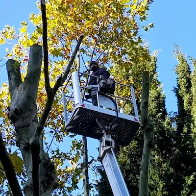 Élagage et abattage d’arbres à Villeneuve-de-la-Raho (66) – Espaces Verts J-Baptiste.